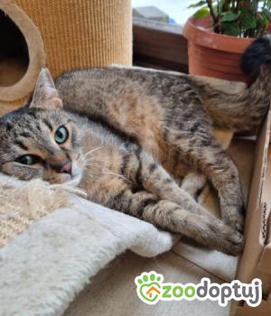 Do adopcji Poznań