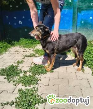 Do adopcji Nowy Dwór Mazowiecki