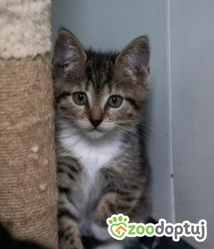 Do adopcji Poznań