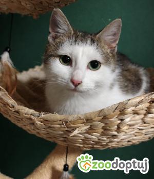 Do adopcji Wrocław