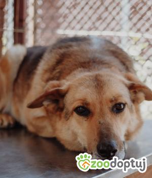 Do adopcji Warszawa