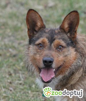 Do adopcji Poznań