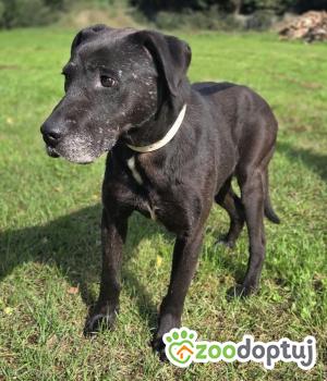 Do adopcji Zgierz