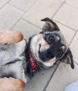 Do adopcji Stalowa Wola