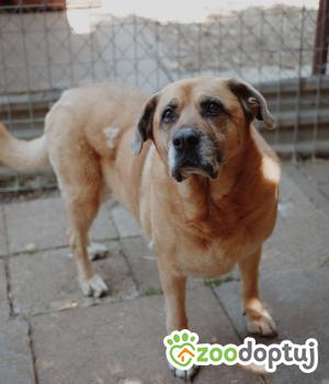 Do adopcji Warszawa