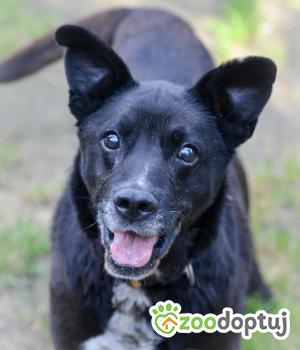 Do adopcji Mielec