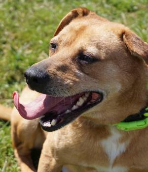 Do adopcji Mielec