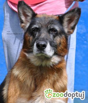 Do adopcji Nowy Dwór Mazowiecki