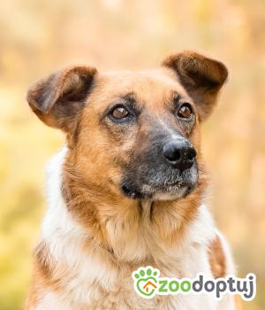 Do adopcji Warszawa