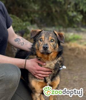 Do adopcji Mińsk Mazowiecki