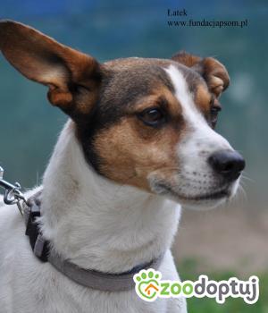 Do adopcji Nowy Dwór Mazowiecki