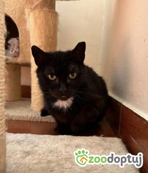 Do adopcji Wrocław