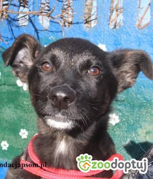 Do adopcji Nowy Dwór Mazowiecki