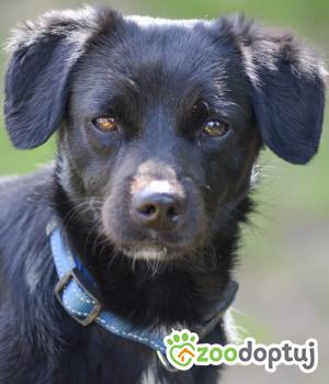 Do adopcji Mielec