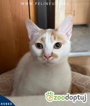 Do adopcji Rzeszów