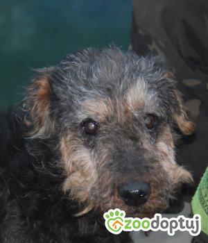 Do adopcji Nowy Dwór Mazowiecki