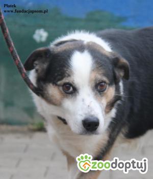 Do adopcji Nowy Dwór Mazowiecki