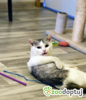 Do adopcji Toruń