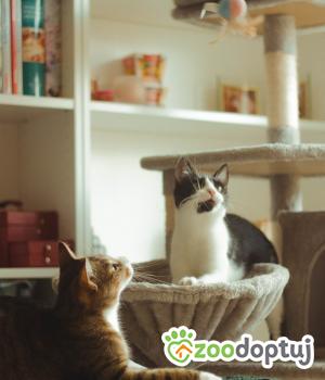 Do adopcji Poznań