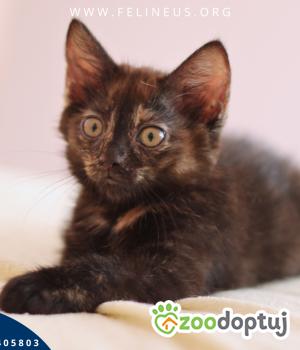 Do adopcji Rzeszów