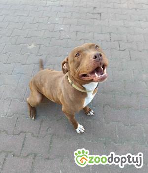 Do adopcji Warszawa
