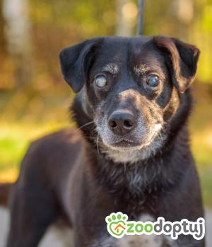 Do adopcji Warszawa