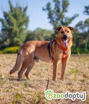 Do adopcji Stalowa Wola