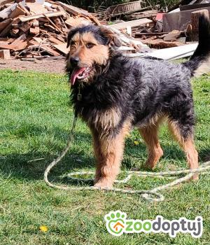 Do adopcji Zgierz