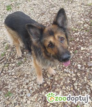 Do adopcji Rybnik