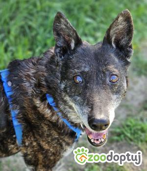 Do adopcji Stalowa Wola