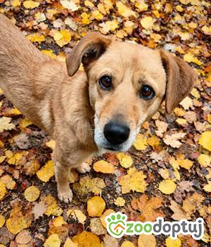 Do adopcji Zgierz