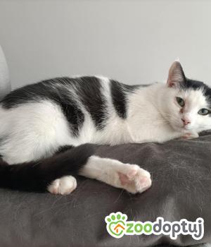 Do adopcji Poznań