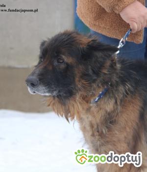 Do adopcji Nowy Dwór Mazowiecki