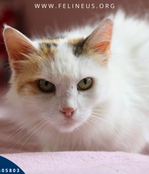 Do adopcji Rzeszów