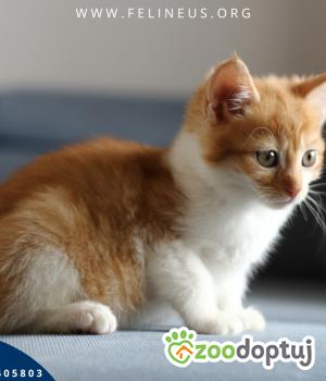 Do adopcji Rzeszów