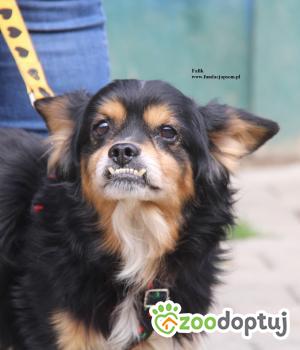 Do adopcji Nowy Dwór Mazowiecki