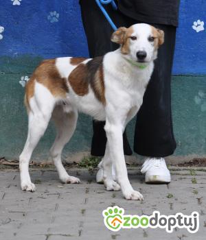 Do adopcji Nowy Dwór Mazowiecki