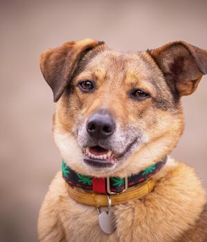 Do adopcji Warszawa