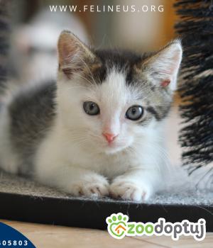 Do adopcji Rzeszów