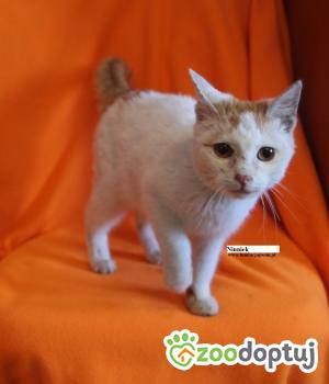 Do adopcji Nowy Dwór Mazowiecki