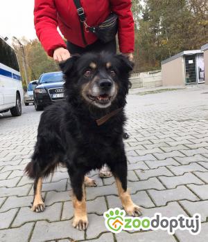 Do adopcji Kielce