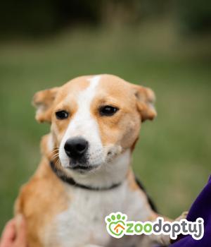 Do adopcji Radom