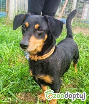Do adopcji Łódź