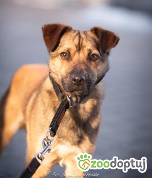 Do adopcji Myślenice