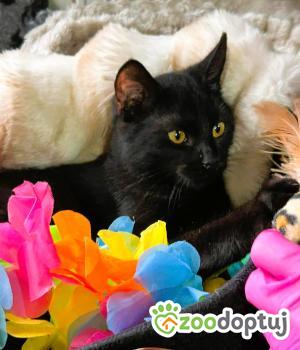 Do adopcji Myślenice