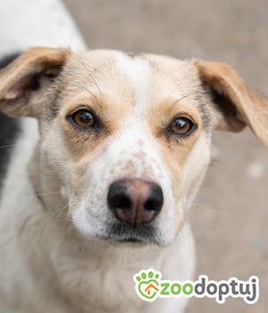 Do adopcji Warszawa