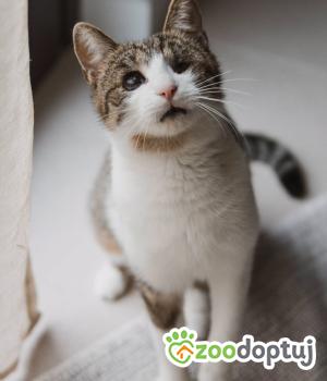 Do adopcji Wrocław