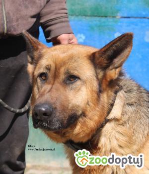 Do adopcji Nowy Dwór Mazowiecki