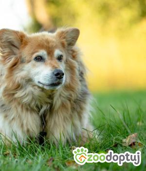 Do adopcji Stalowa Wola