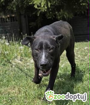Do adopcji Zgierz